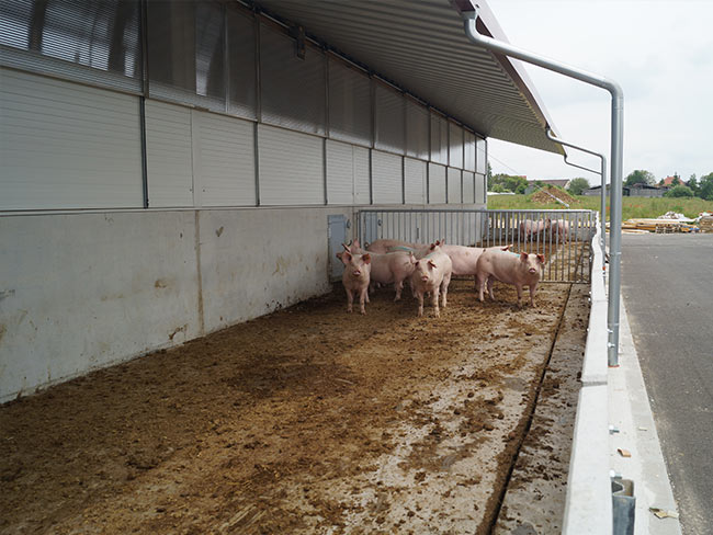 Aufzuchtstall Auslauf planbefestigt