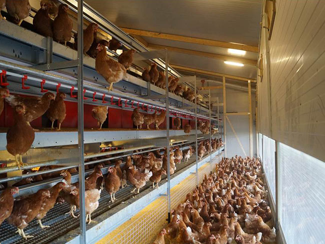 Durchgängiges Lichtband erhellt den Stall