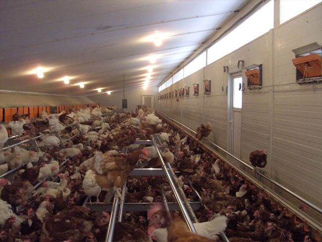 Stitzstangen und Kotschieber