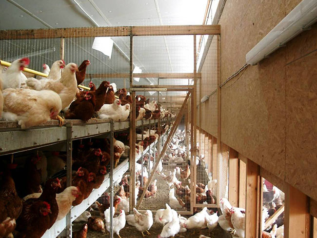 Gruppen Volairen Haltung