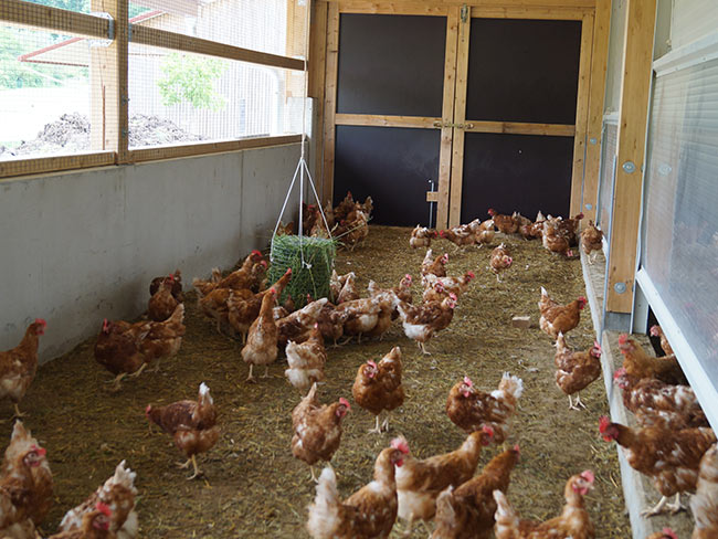 Wintergarten-Hühnerstall