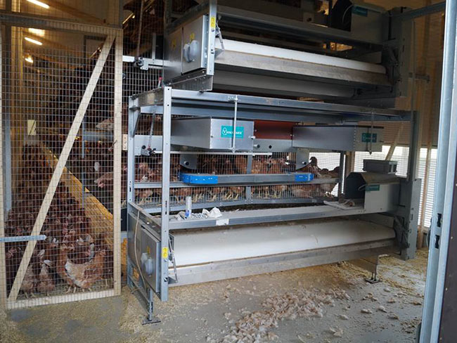 Kotband und Eierband vollautomatisch