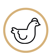 Tierhaltung Hühner Dausch Hallen