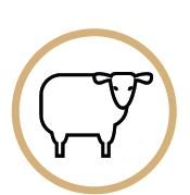 Tierhaltung Schafe Dausch Hallen