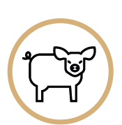 Tierhaltung Schweine Dausch Hallen